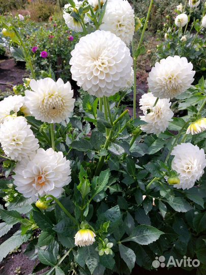 Растения для сада