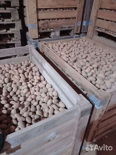 Семенной картофель 