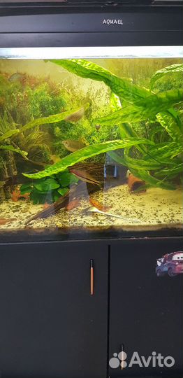 Аквариум 200 литров с внешним фильтром
