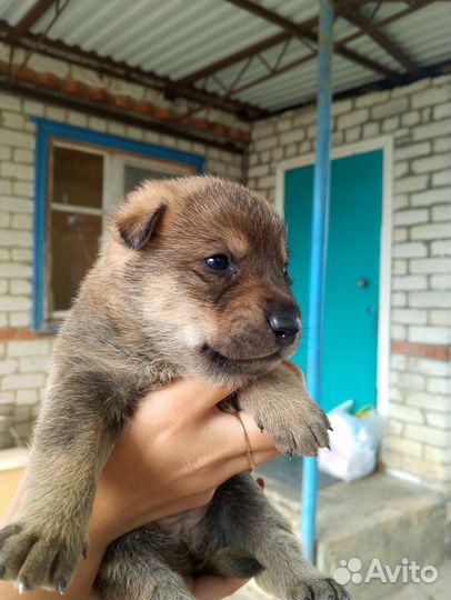 Отдам в добрые руки