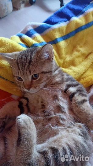 Британский котенок