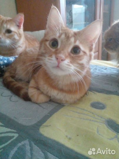Котенок