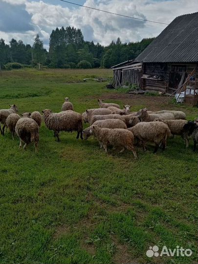 Овцы,бараны,ягнята