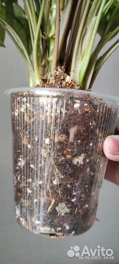 Сингониум пикси