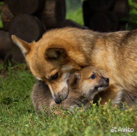Щенок породы вельш корги пемброк