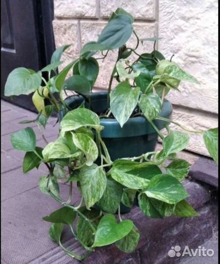 Эпипремнум