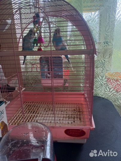 Волнистые радужные попугаи с клеткой