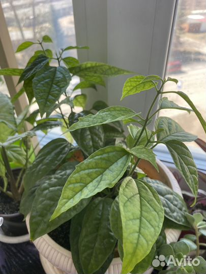 Комнатные растения