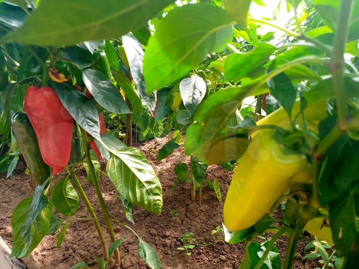 Дом 36,4 м² на участке 53 сот.