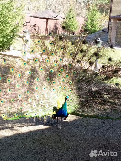 Павлин Домашний