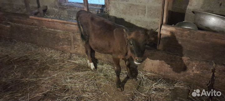 Бычки и телята