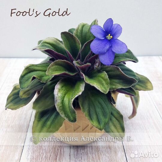 Детки/стартеры сортовых фиалок