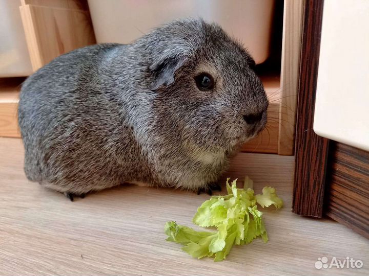 Передержка грызунов