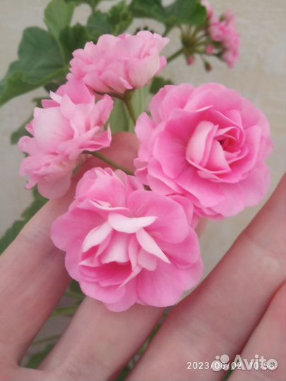 Розебудная пеларгония Australian Pink Rosebud