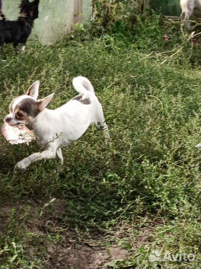 Щенки чихуа, мальчики и девочки