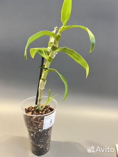Орхидея Dendrobium nobile «Apollon»