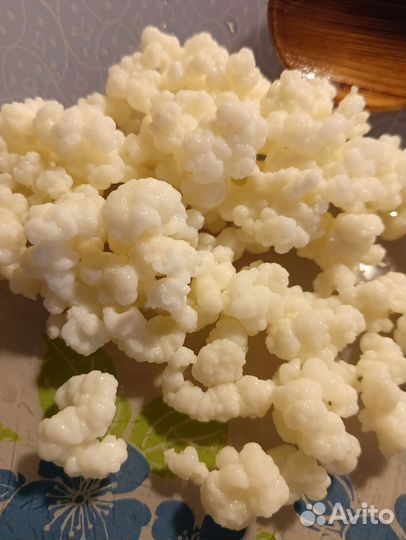 Гриб кефирный (молочный, Тибетский)