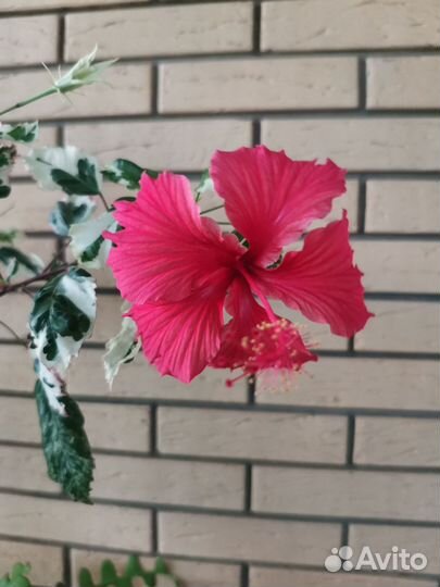 Гибискус снежная королева