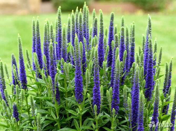 Растения саженцы Вероника