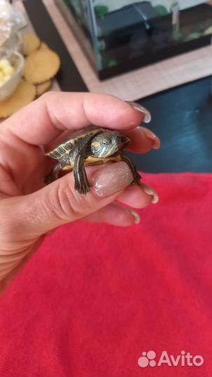 Красноухая черепашка