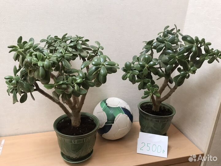 Денежное дерево толстянка крассула