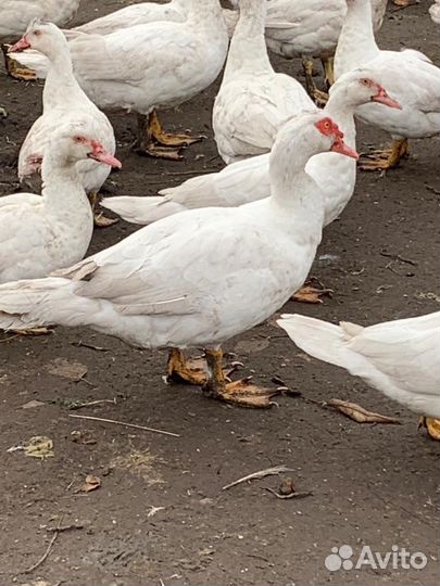 Индоселезни