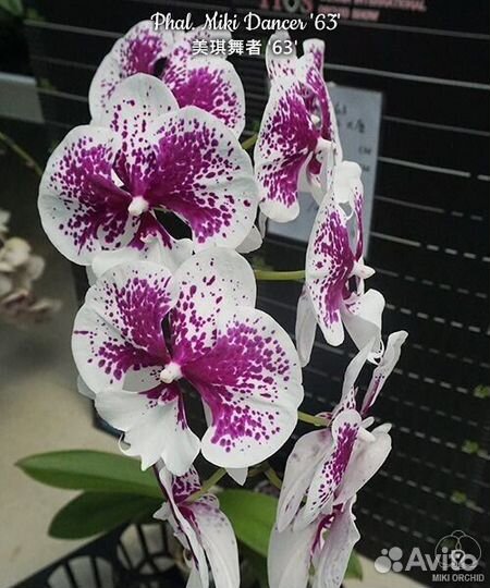Орхидеи биг липы