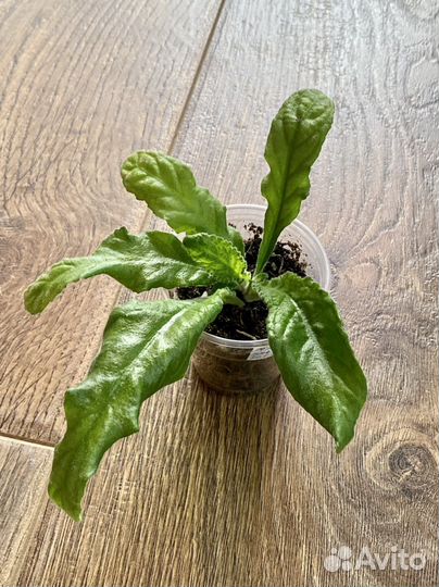 Стрептокарпус DS Рождение Тайфуна