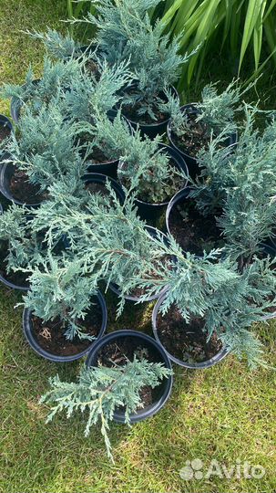 Саженцы Можжевельника в 2,5л горшках