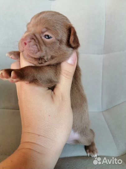 Щенки чихуахуа