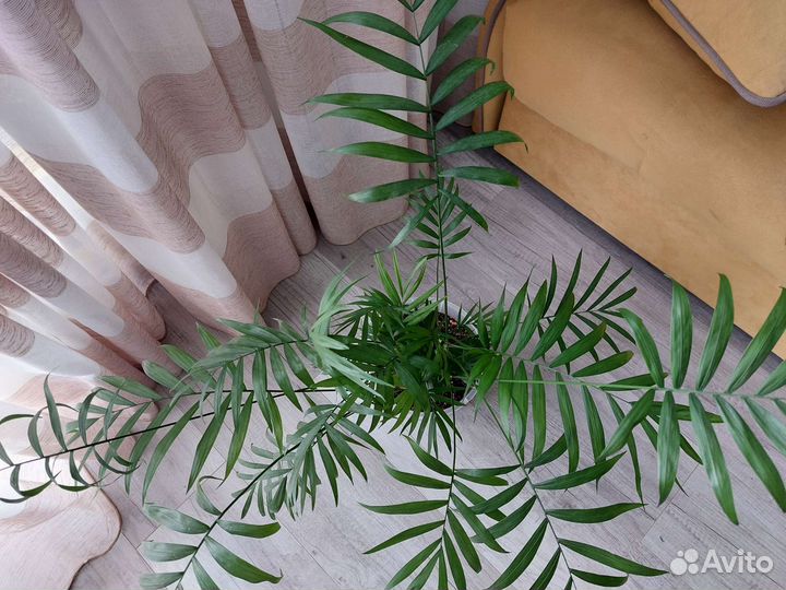 Комнатные растения пальма хамедорея