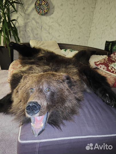Медвежья шкура (имитация) Premium