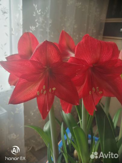 Гиппеаструм. Поменяю на луковицы других расцветок