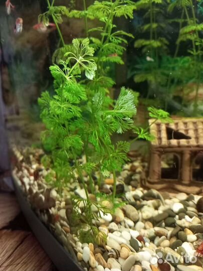 Аквариумные рыбки гуппи,меченосцы, растения