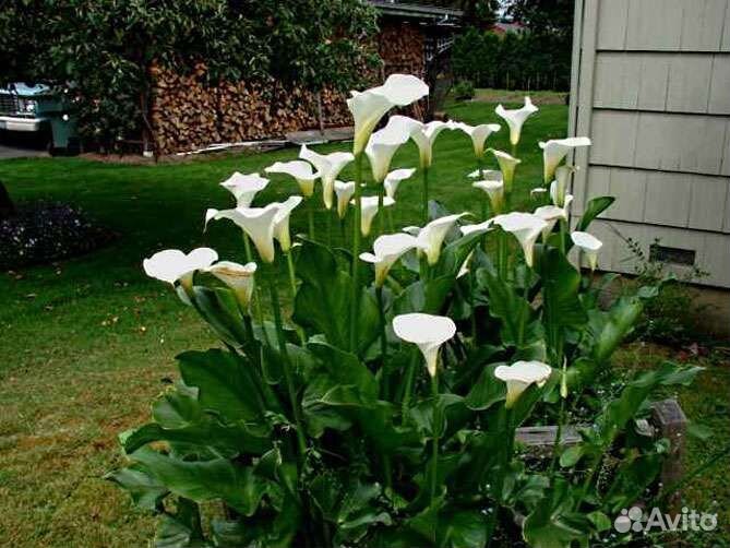 Калла эфиопская