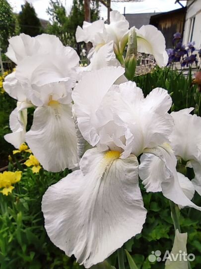 Ирисы бородатые сортовые