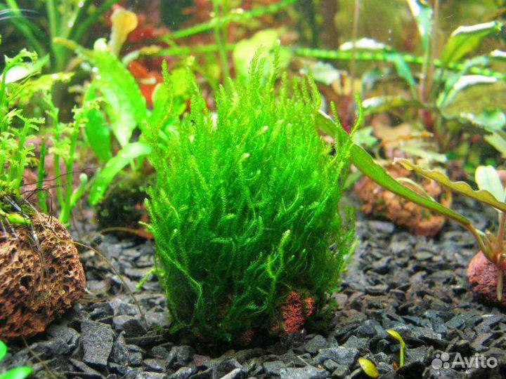 Растения для аквариума