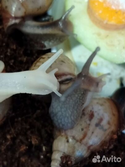 Улитки ахатины