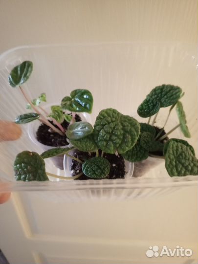 Пеперомия Грин бабл