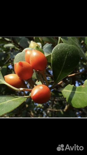 Экзотические плодовые растения