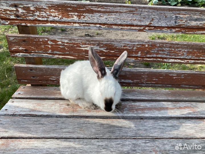 Кролики калифорнийцы