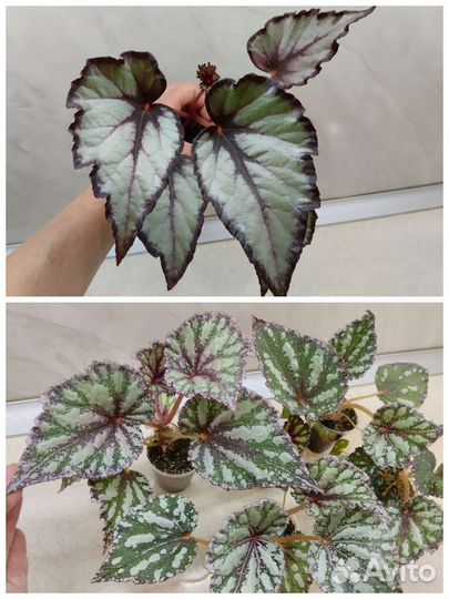 Папоротник Тигр, бегонии, разные растения