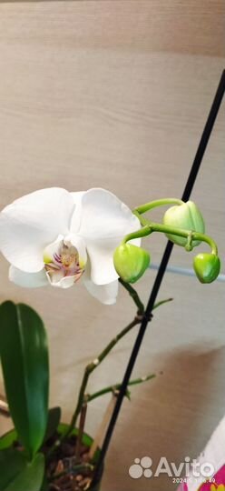 Орхидея фаленопсис