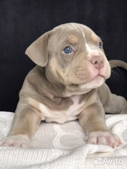 Американский булли