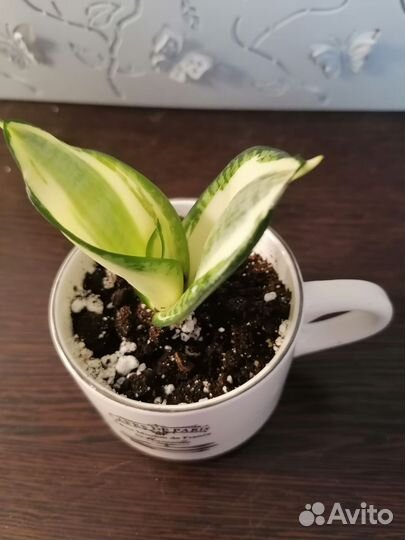 Сансеверия