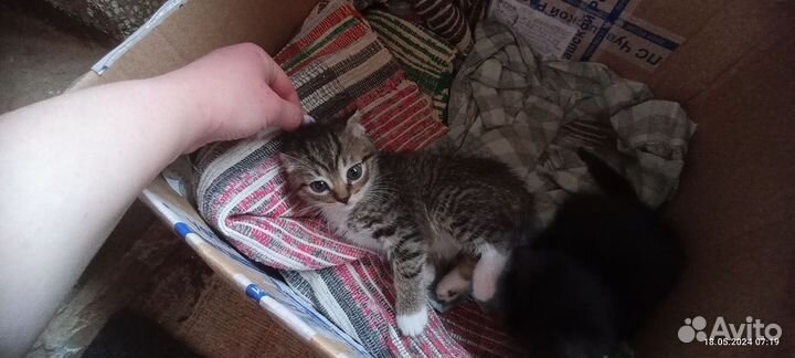 Котята в добрые руки