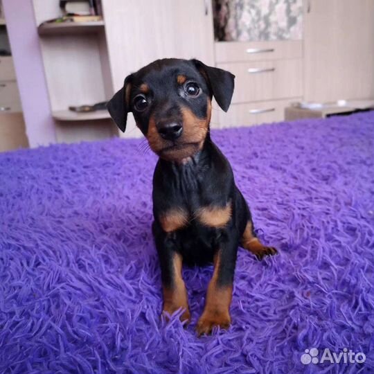 Щенки цвергпинчера