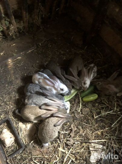 Продам кроликов