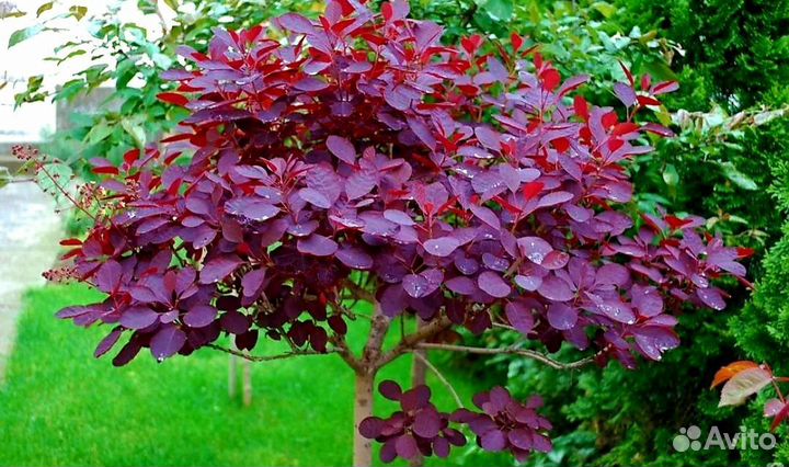 Скумпия Роял Перпл