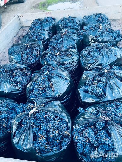 Каберне виноград